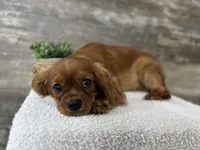 Winston , a male Cavalier King Charles Spaniel for sale in Goshen, IN – 10 of 10