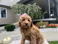 Abby , a female Miniature Goldendoodle for sale in Goshen, IN – 2 of 7