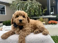 Clifford , a male Miniature Goldendoodle for sale in Goshen, IN – 4 of 6
