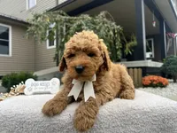 Bobby , a female Miniature Goldendoodle for sale in Goshen, IN – 2 of 7