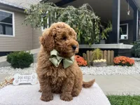 Charlies, a male Miniature Goldendoodle for sale in Goshen, IN – 2 of 8