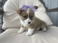 Luna , a female Pembroke Welsh Corgi for sale in Goshen, IN – 3 of 4