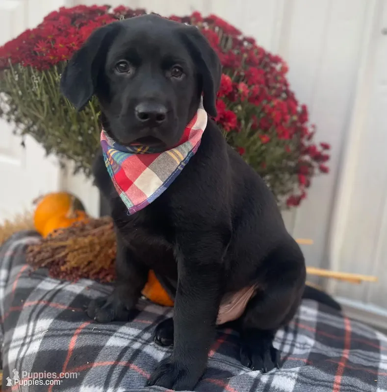 Mac  – Labrador Retriever puppy for sale in Goshen, IN