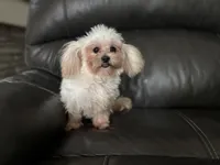 Lilly , a female Shihpoo for sale in Goshen, IN – 7 of 10