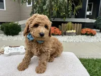 Abner , a male Miniature Goldendoodle for sale in Goshen, IN – 3 of 8