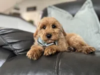 Omar , a male Miniature Goldendoodle for sale in Goshen, IN – Photo 2 of 10