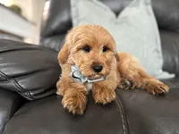 Omar , a male Miniature Goldendoodle for sale in Goshen, IN – Photo 6 of 10