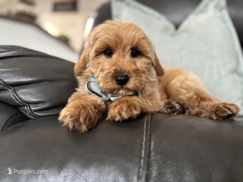Omar  – Miniature Goldendoodle puppy for sale in Goshen, IN