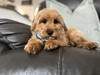 Omar , a male Miniature Goldendoodle for sale in Goshen, IN – Photo 1 of 10