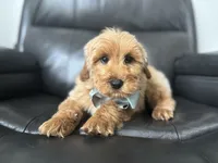 Omar , a male Miniature Goldendoodle for sale in Goshen, IN – Photo 3 of 10