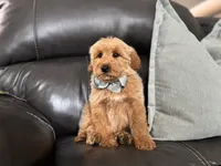 Omar , a male Miniature Goldendoodle for sale in Goshen, IN – Photo 10 of 10