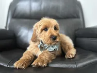 Omar , a male Miniature Goldendoodle for sale in Goshen, IN – Photo 4 of 10