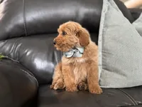 Omar , a male Miniature Goldendoodle for sale in Goshen, IN – Photo 9 of 10