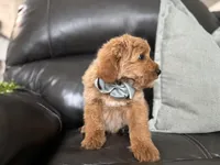 Omar , a male Miniature Goldendoodle for sale in Goshen, IN – Photo 8 of 10