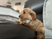 Omar , a male Miniature Goldendoodle for sale in Goshen, IN – Photo 7 of 10