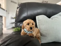 Omar , a male Miniature Goldendoodle for sale in Goshen, IN – Photo 5 of 10