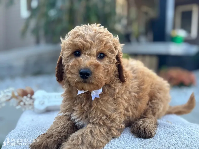 Bobby  – Miniature Goldendoodle puppy for sale in Goshen, IN