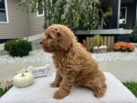 Allie , a female Miniature Goldendoodle for sale in Goshen, IN – 3 of 6