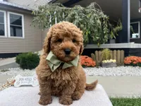 Charlies, a male Miniature Goldendoodle for sale in Goshen, IN – 8 of 8