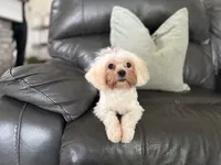 Leah , a female Shihpoo for sale in Goshen, IN – 6 of 10