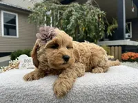 Barbie , a female Miniature Goldendoodle for sale in Goshen, IN – 2 of 8