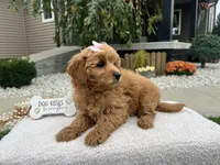 Bella , a female Miniature Goldendoodle for sale in Goshen, IN – 6 of 8