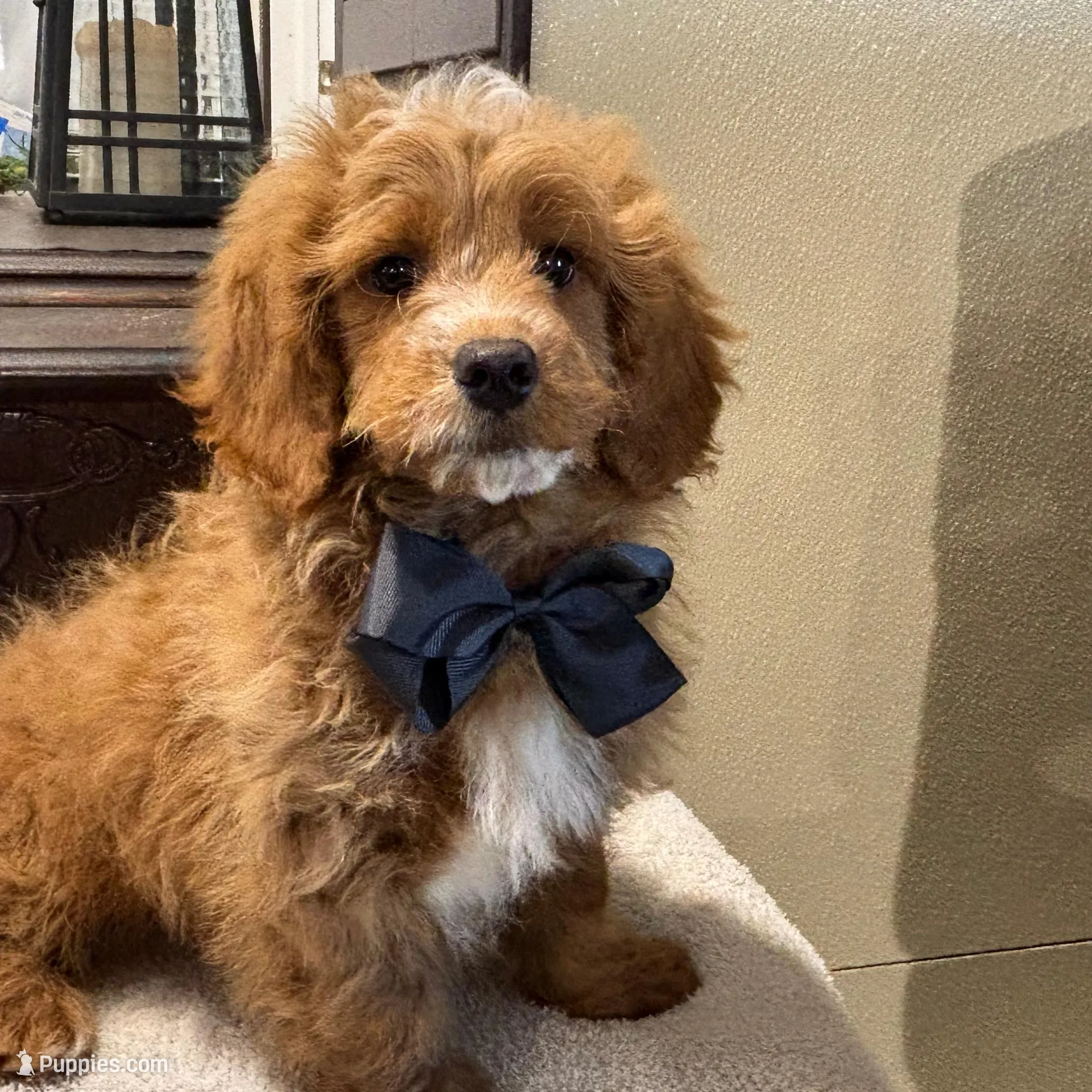 Maverick – Miniature Goldendoodle puppy for sale in Goshen, IN