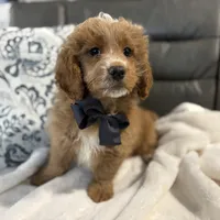 Maverick, a male Miniature Goldendoodle for sale in Goshen, IN – Photo 4 of 6
