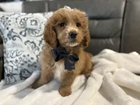 processed/222d0ef2-3135-488f-a202-6e8cd05ccfa0/listing/d23b0dbb-9902-4bf1-9fcf-74cf794a2a28/86d01d91-d1db-4f7b-81e8-64c808e34d76