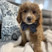 Maverick, a male Miniature Goldendoodle for sale in Goshen, IN – Photo 2 of 6