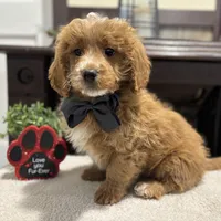 Maverick, a male Miniature Goldendoodle for sale in Goshen, IN – Photo 5 of 6