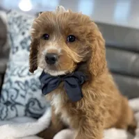 Maverick, a male Miniature Goldendoodle for sale in Goshen, IN – Photo 3 of 6