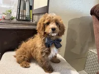 Maverick, a male Miniature Goldendoodle for sale in Goshen, IN – Photo 6 of 6