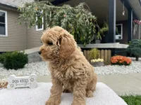 Barbie , a female Miniature Goldendoodle for sale in Goshen, IN – 6 of 8