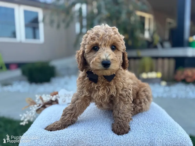 Abner  – Miniature Goldendoodle puppy for sale in Goshen, IN