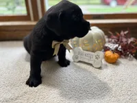 Mac , a male Labrador Retriever for sale in Goshen, IN – 3 of 4