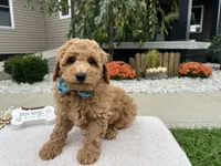 Abner , a male Miniature Goldendoodle for sale in Goshen, IN – 5 of 8