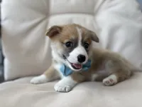 Liam, a male Pembroke Welsh Corgi for sale in Goshen, IN – 4 of 5