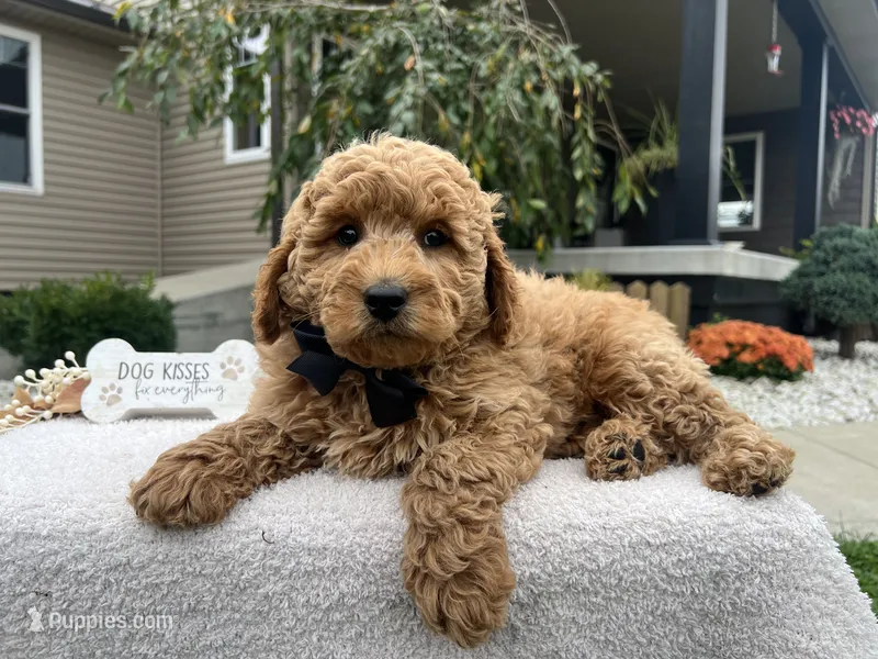Clifford  – Miniature Goldendoodle puppy for sale in Goshen, IN