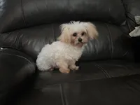 Lilly , a female Shihpoo for sale in Goshen, IN – 9 of 10