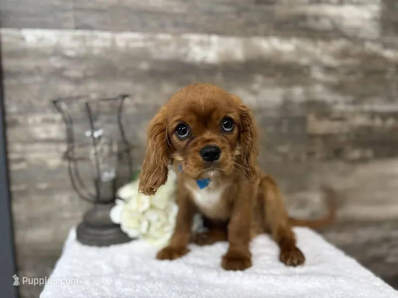 Winston  – Cavalier King Charles Spaniel puppy for sale in Goshen, IN