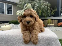 Anna, a female Miniature Goldendoodle for sale in Goshen, IN – 6 of 7