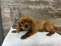 Winston , a male Cavalier King Charles Spaniel for sale in Goshen, IN – 5 of 7