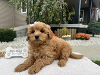 Bella , a female Miniature Goldendoodle for sale in Goshen, IN – 7 of 8