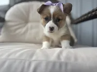 Luna , a female Pembroke Welsh Corgi for sale in Goshen, IN – 2 of 4