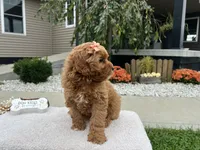 Allie , a female Miniature Goldendoodle for sale in Goshen, IN – 5 of 6