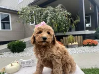 Abby , a female Miniature Goldendoodle for sale in Goshen, IN – 6 of 7