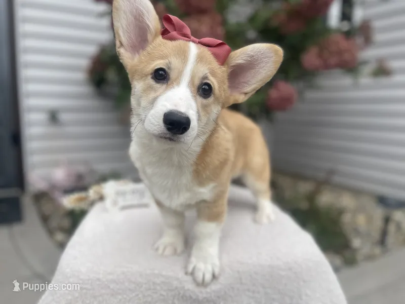 Luna  – Pembroke Welsh Corgi puppy for sale in Goshen, IN