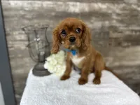 Winston , a male Cavalier King Charles Spaniel for sale in Goshen, IN – 3 of 7
