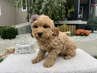 Barbie , a female Miniature Goldendoodle for sale in Goshen, IN – 8 of 8